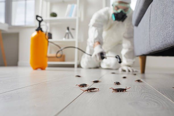 Commercial Kitchen Cockroach Control in Memphis